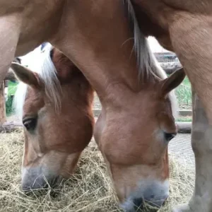 uvod kun 7